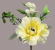 Golden White